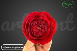 Ranunculus Criogenat Red02 - Img 1