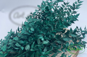 Ruscus stabilzat verde - Img 2