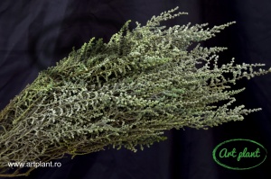 Stoebe stabilizată green - Img 2