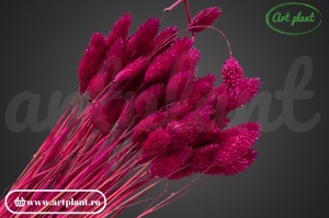 Talaris fuchsia inchis (G) - Img 1