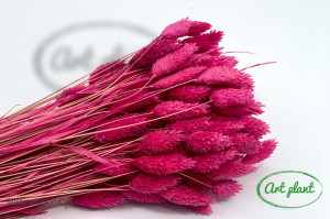 Talaris fuchsia - Img 2
