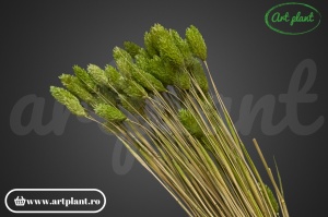 Talaris verde olive