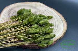 Talaris verde olive - Img 2