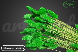 Talaris verde