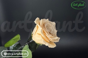 Trandafir criogenat Champagne CHA01 cu tijă, 30 cm