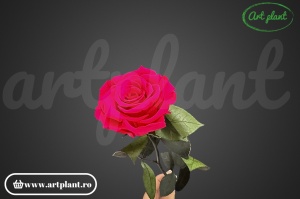 Trandafir criogenat Hot Pink Pin03 cu tijă, 30 cm