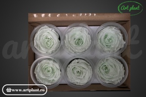 Trandafir Criogenat L Light Green Gre89 - Img 3