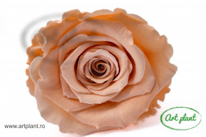 Trandafir Criogenat L Peach Pea01 - Img 1