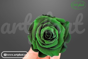 Trandafir Criogenat L Verde Inchis Gre02