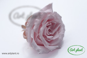Trandafir criogenat Light Pink - Img 2