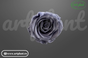 Trandafir criogenat Night Shadow XL