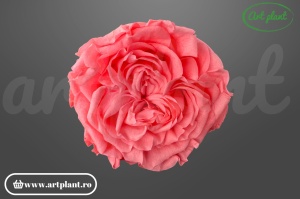 Trandafir criogenat Romantic roz