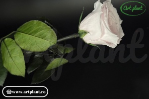 Trandafir criogenat Roz Pal Pin89 cu tijă, 30 cm - Img 3