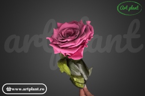 Trandafir criogenat Roz Prafuit Vio02 cu tijă, 30 cm - Img 3
