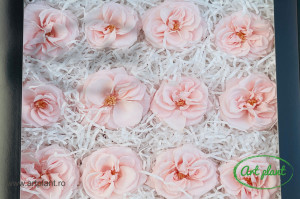 Trandafir criogenat salbatic Light Pink - Img 2