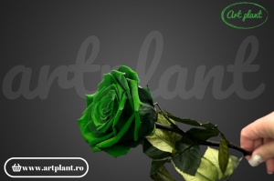 Trandafir criogenat Verde Inchis Gre02 cu tijă, 30 cm - Img 2