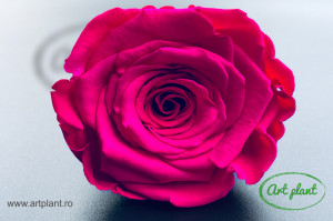 Trandafir Criogenat XL Hot Pink Pin03