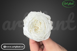 Trandafir englezesc criogenat alb / crem - Img 2