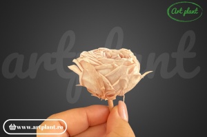Trandafir englezesc criogenat champagne pink - Img 3