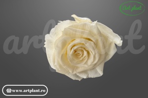 Trandafiri criogenați 6cm Light Beige - cutie 6 bucăți Art Plant