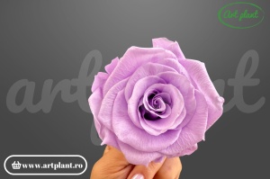 Trandafiri Criogenati 6cm Lila ( Mauve)