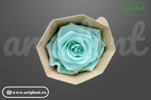 Trandafir criogenat 6cm Mint - Art Plant