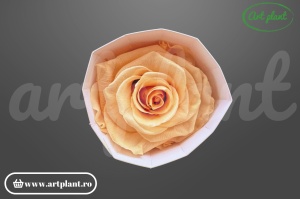 Trandafir criogenat 6cm Peach - Art Plant