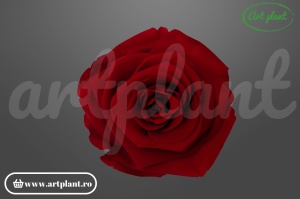 Trandafir criogenat 6cm Rosu Inchis - Art Plant