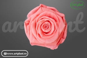 Trandafiri Criogenati 6cm Roz.