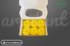 Trandafiri Criogenati 6cm Sunny Yellow din Ecuador, 5.5-6.3 cm , inaltime 5-6.1, 6 buc