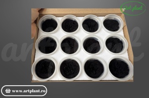 Trandafiri criogenați de grădină Amelia Black, eleganți și rezistenți. Ideali pentru decoruri premium și aranjamente florale de durată.