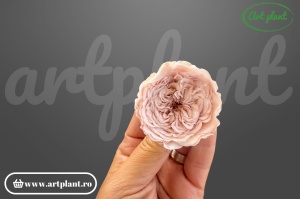 Trandafiri Criogenati de Gradina Amelia Roz Pal Pin04