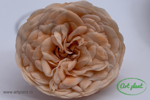Trandafiri Criogenati de Gradina Kabukyza Peach Pea01 - Img 1