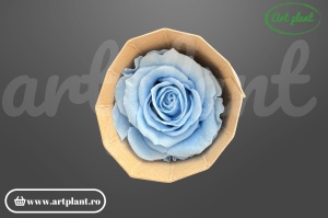 Trandafir Criogenati Medium Baby blue