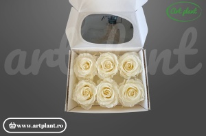 Trandafiri criogenați Mediu Light Beige - cutie 6 bucăți Art Plant