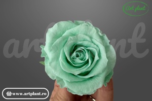 Trandafiri Criogenati Mediu Mint