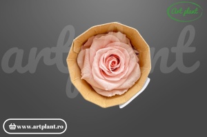 Trandafir criogenat Mediu Roz Deschis - Art Plant