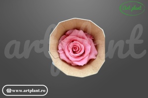 Trandafir criogenat Mediu Roz - Art Plant
