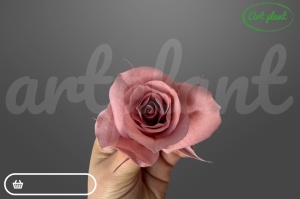 Trandafiri Criogenati Mini Dusty Pink