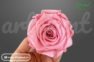 Trandafiri Criogenati XL Roz Pin06