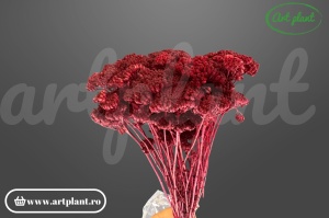 Achillea bordo (G )