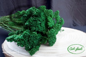 Achillea Verde