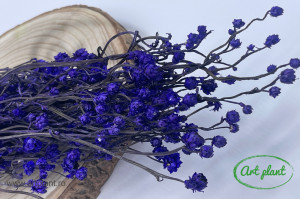Ammobium purple