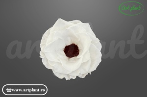 Anemonă stabilizată alb