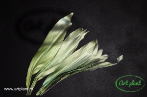 Aspidistra conservat verde - Img 2