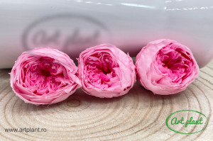 Austin Roses Pink Bic