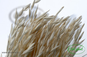 Avena Alb - Crem calitatea II - Img 2