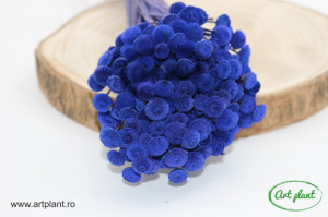 Botao criogenat purple