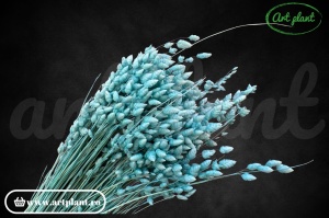Briza Maxima Blue Turquoise
