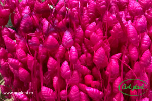 Briza Maxima Fuchsia - Img 2